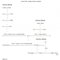 Simplified Coagulation Cascade